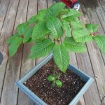 Cultivate Kratom