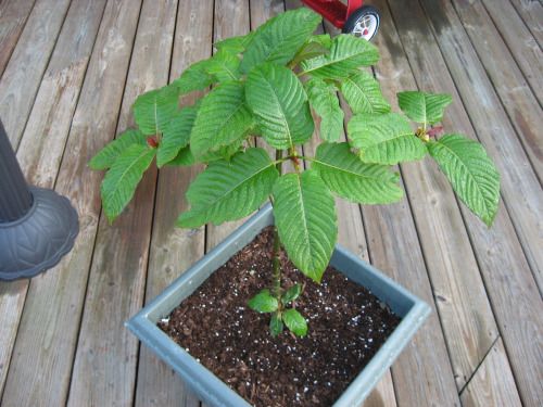 Cultivate Kratom